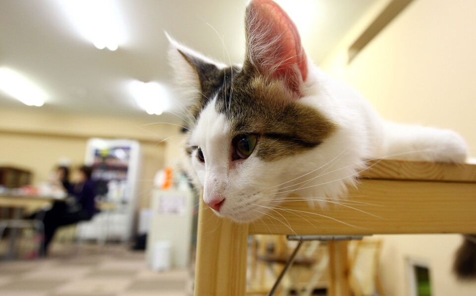 A cat lies at Nekorobi cat cafe on January 20, 2009 in Tokyo, Japan.