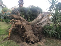 A toppled tree has roots pulled out of the ground.