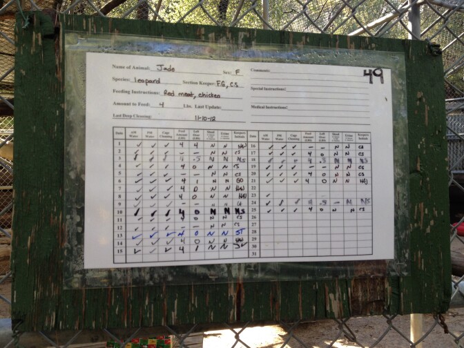 A daily diet chart for Jade, a female leopard at the Wildlife WayStation in Angeles National Forest.