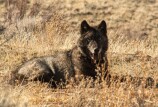 A dark gray wolf sits in a field of dry grass.
