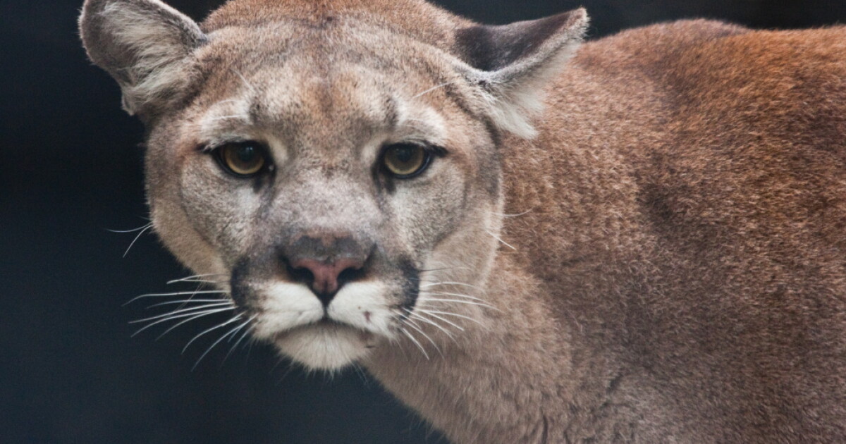 Mountain lion shot and killed in Rancho Cucamonga | LAist