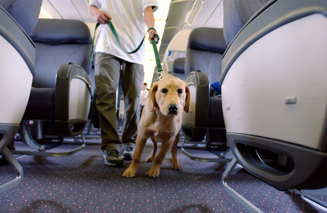 Guide dog at Newark Liberty Airport