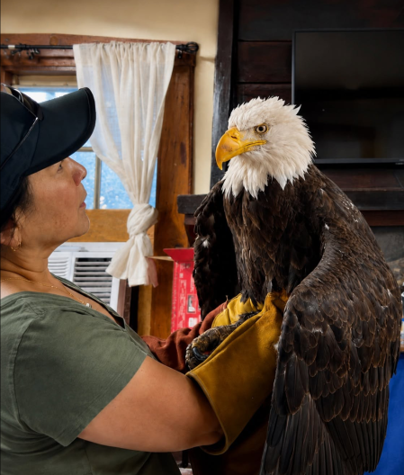 Jackie, Big Bear Bald Eagle, Dies After Multiple Severe Illnesses