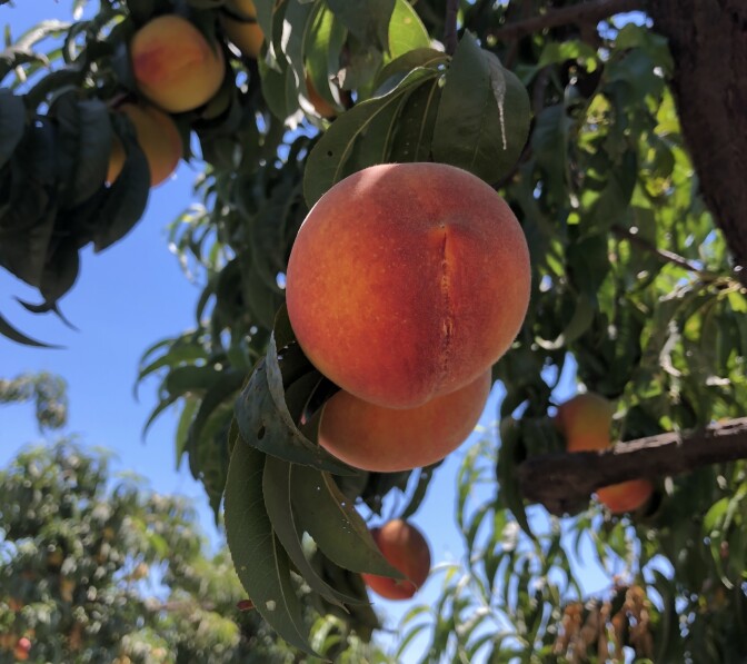 A ripe peach with deep red and orange coloring hangs from a branch, with rows of peach trees visible in the background under a blue sky.