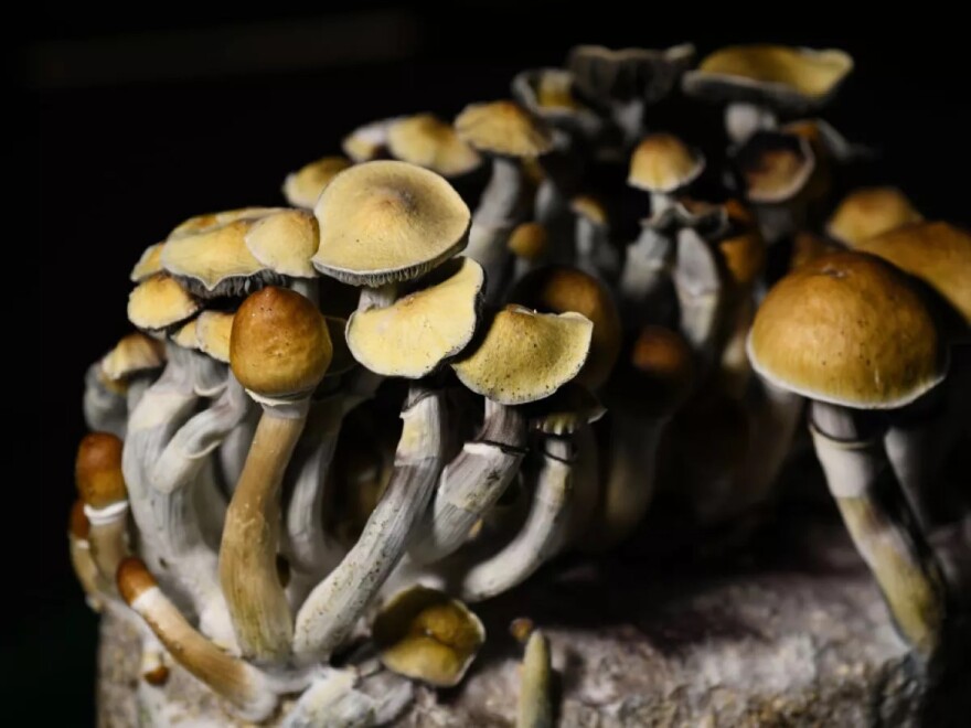 A photo of Psilocybin mushrooms 