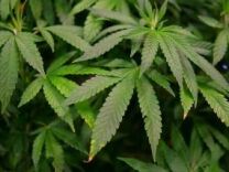 Leaves of a mature marijuana plant are seen in a display at The International Cannabis and Hemp Expo April 18, 2010 at the Cow Palace in Daly City, California. One researcher estimates that 8 percent of the state's household energy is consumed by growers of marijuana plants.