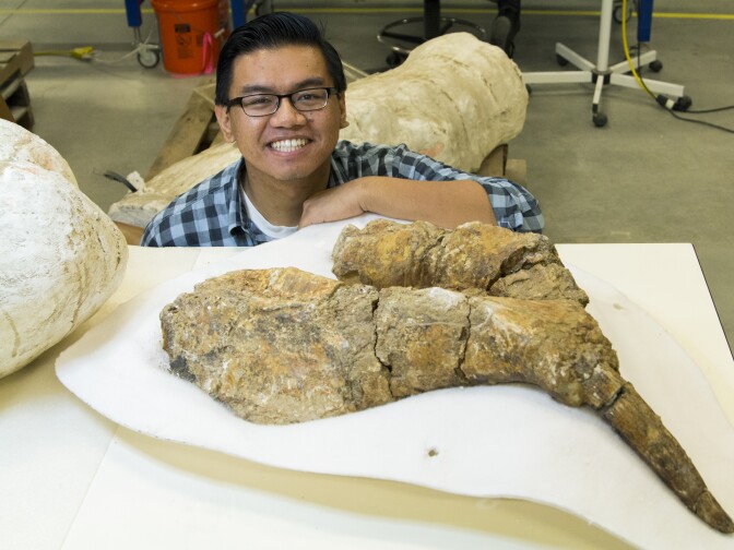 CSUF graduate student Gabriel-Philip Santos and the desmostylian fossil.