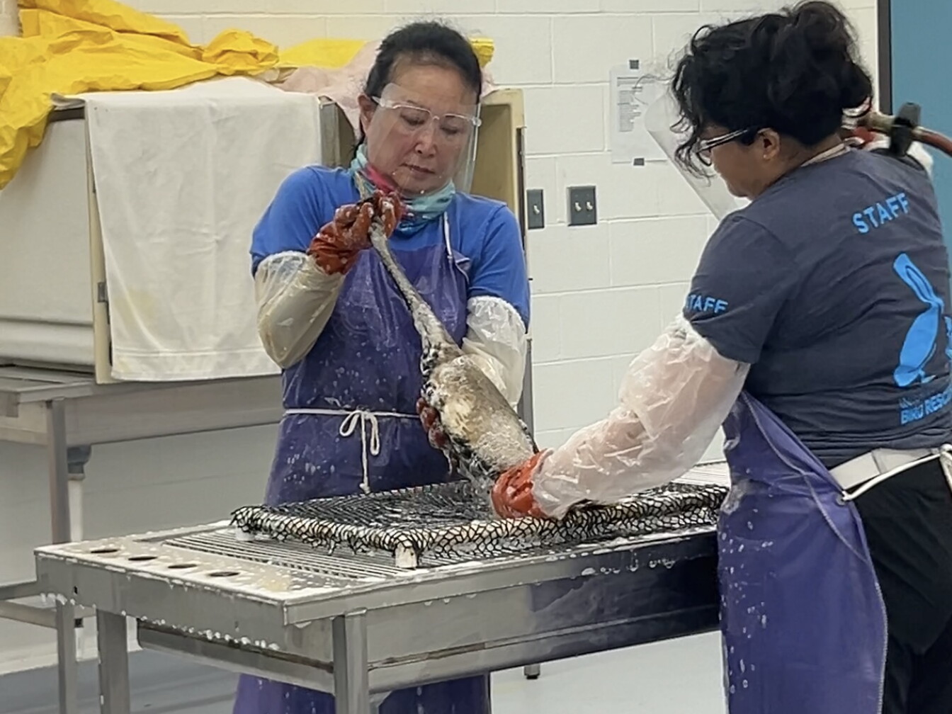 Nearly 100 oiled sea birds treated at San Pedro’s International Bird ...