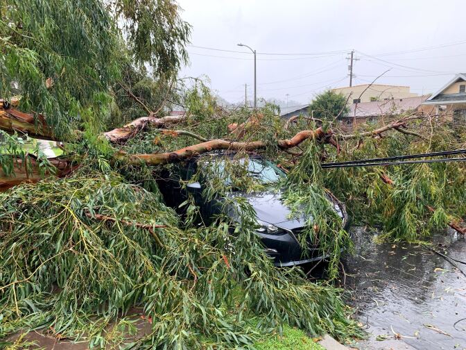 A car with dark paint is covered by a downed tree and power lines.