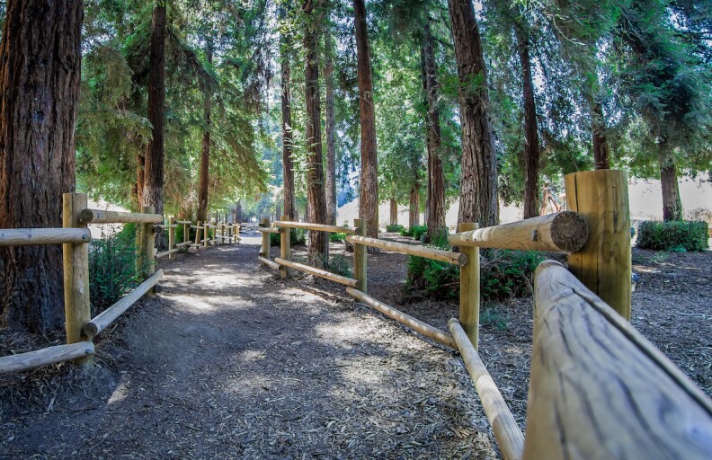 A path cutting through a forest of redwoods is marked by low banisters made of logs on either side. The photo's point of view is of walking down the path.