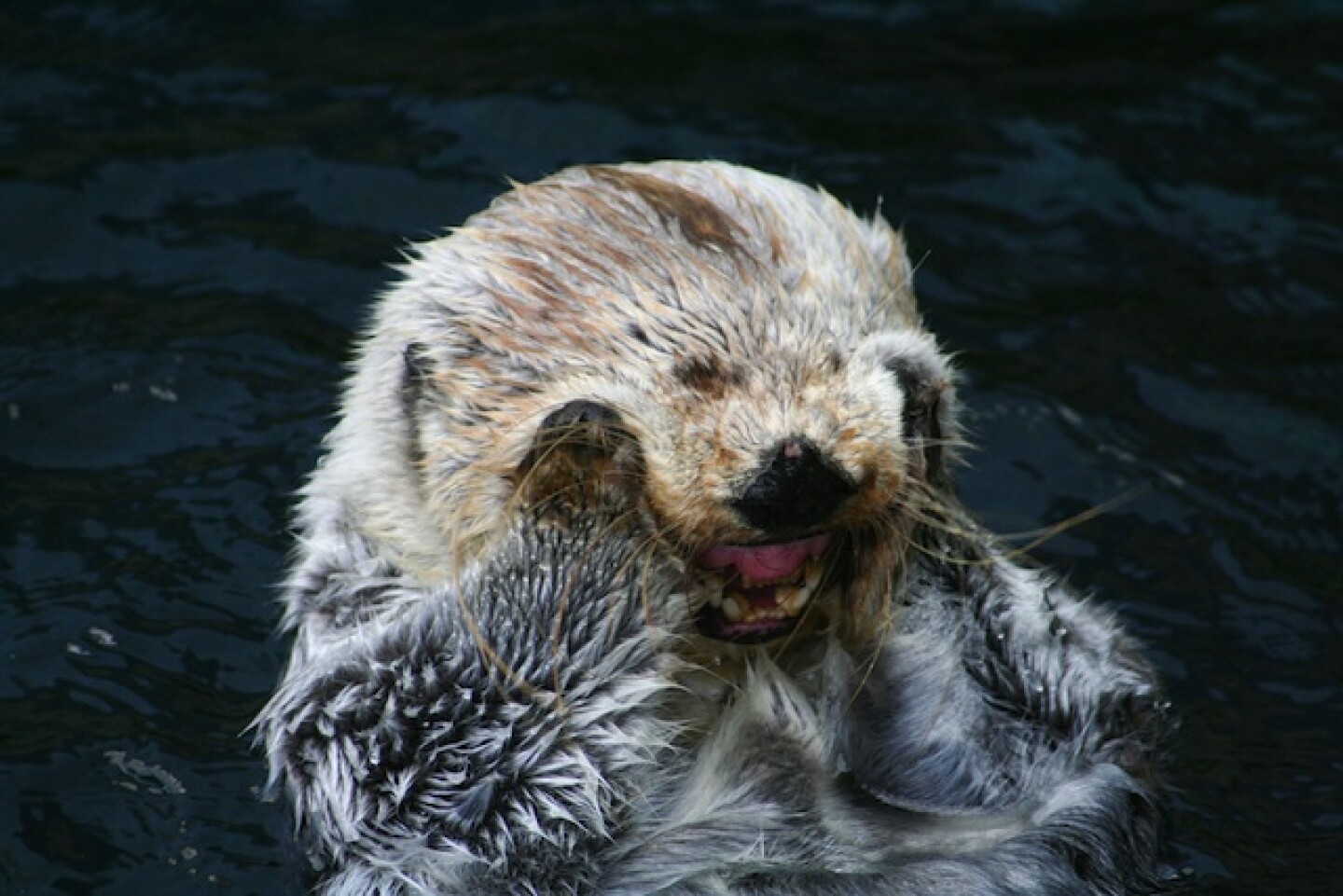 otters_are_cute.jpg