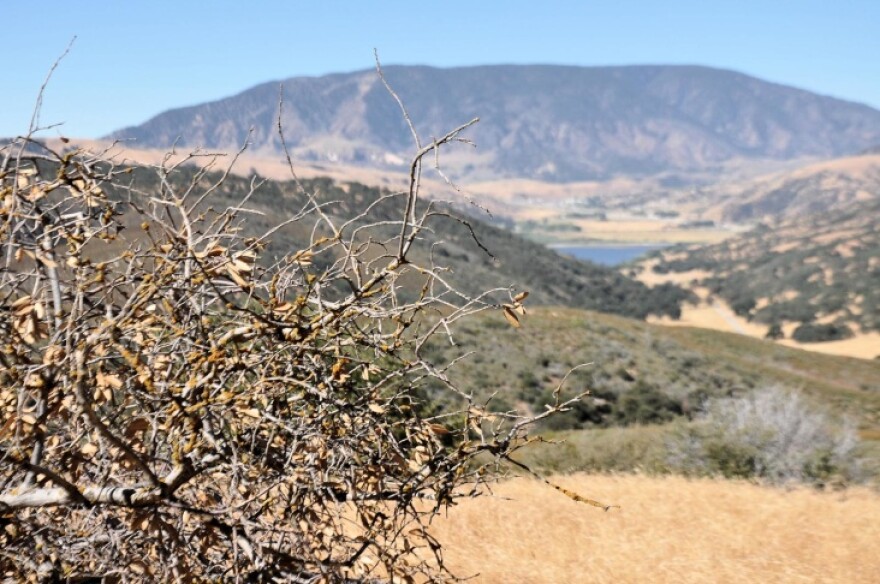 Dried branches and leaves are in focus in the foreground with mountainous landscape visible in the background.
