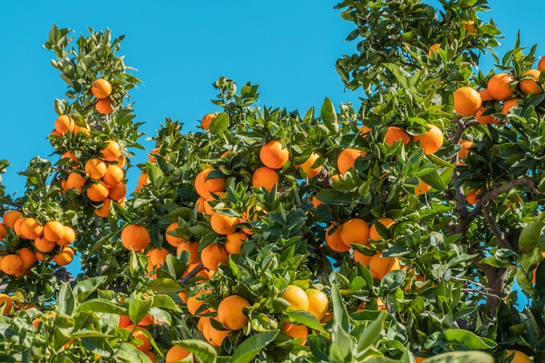 A orange tree seen from below, set against a blue sky. 