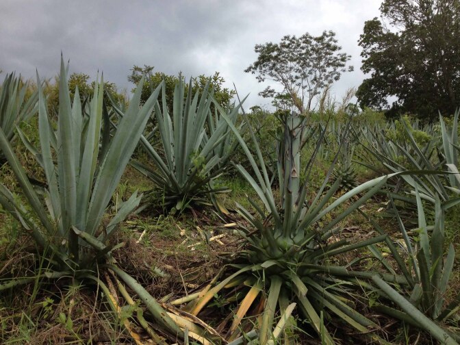 Agave, or "maguey," planted a decade ago on Edgar's father's land.