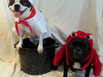 Lucy and Stella get in the Halloween spirit. 