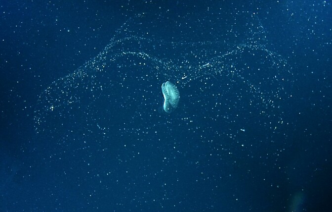 This frame grab from video shows the mucus "house" of a giant larvacean (Bathochordaeus charon) several hundred meters below the surface of Monterey Bay.