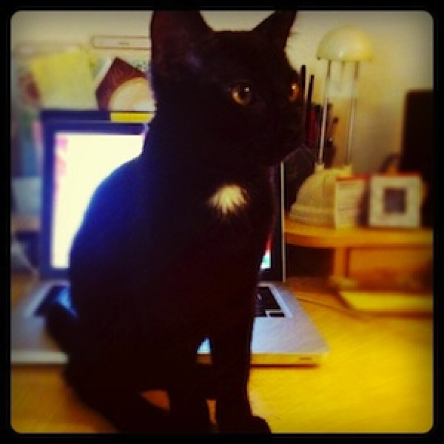 hank-cutest-cat-in-the-world.jpg