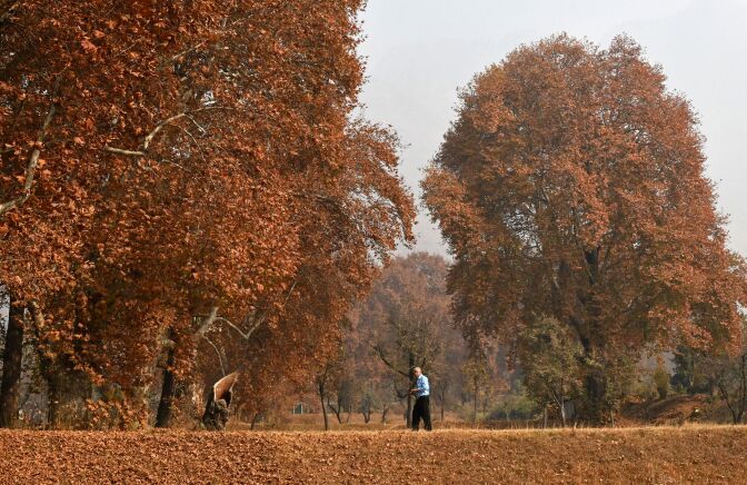 A tourist walks next to trees shedding their autumn leaves in Srinagar, India on November 13, 2017.