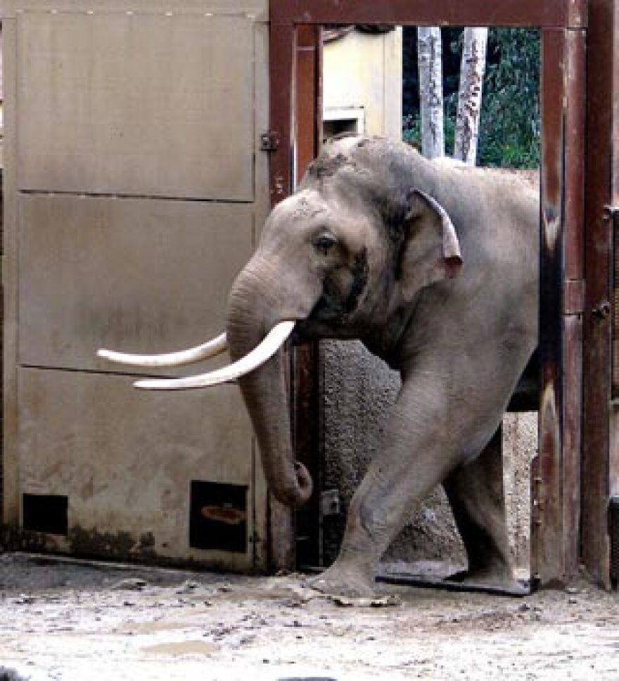elephantlazoo.jpg