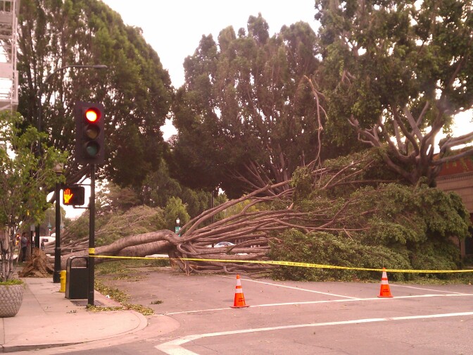 A tall tree completely blocks traffic on Green St., Pasadena, Calif. This road is among many laden with trees and other debris in the aftermath of Santa Ana winds Wednesday evening.