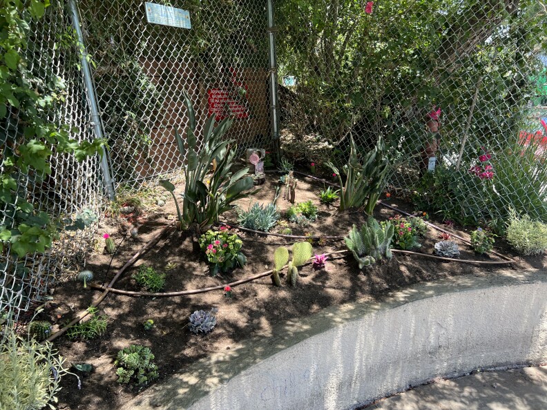 A small garden with various succulents on a raised concrete bed with wire fencing in the background.
