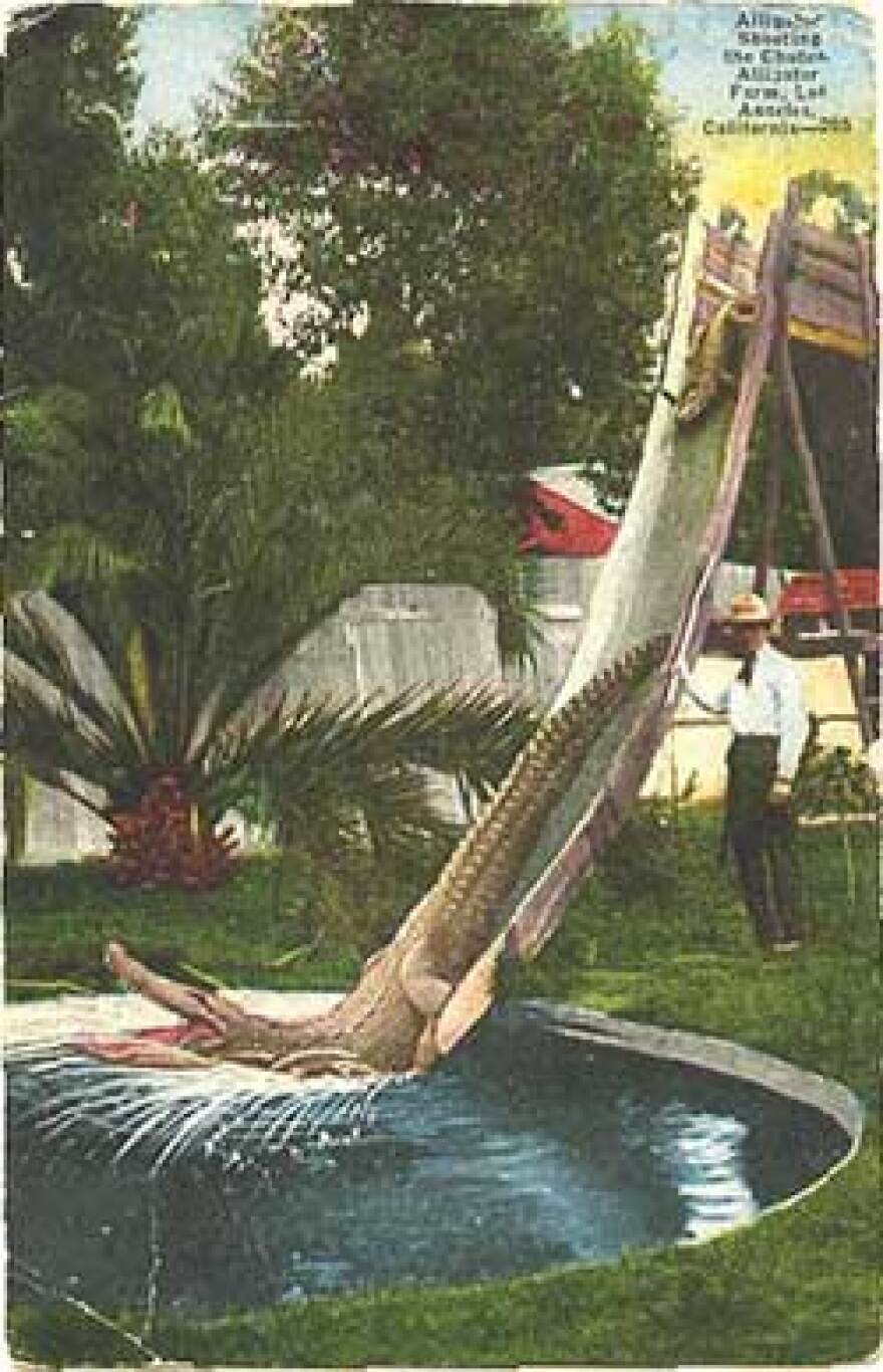 Alligatorfarm.jpg