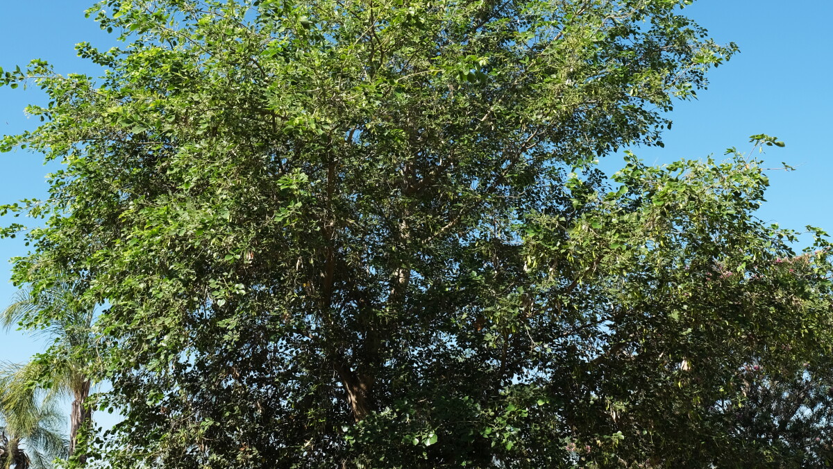 Planting Drought-Tolerant Trees (And Other Headlines) - Vimarsana News
