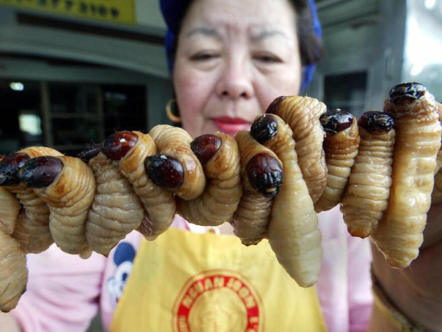 <p>A Thai worker prepares grubs to cook. Eating bugs is accepted throughout the world, but it is now being proposed as a healthy and environmentally friendly treat that's catching on in North America and Europe.</p>
