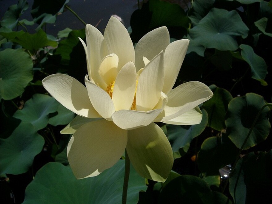lotus-festival-echo-park.jpg