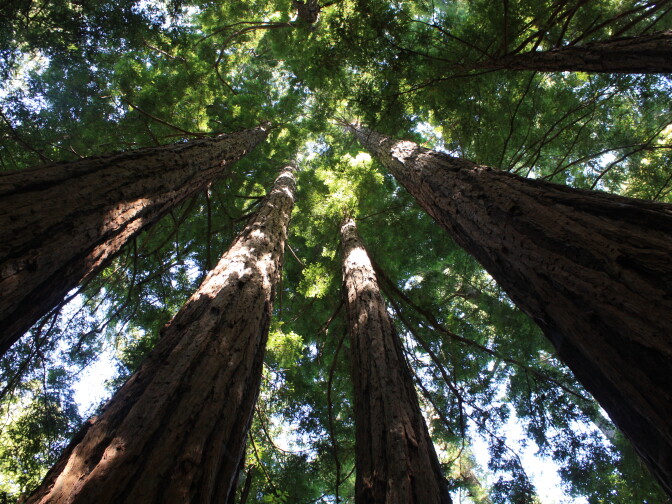 Towering Redwoods at Butano State Park