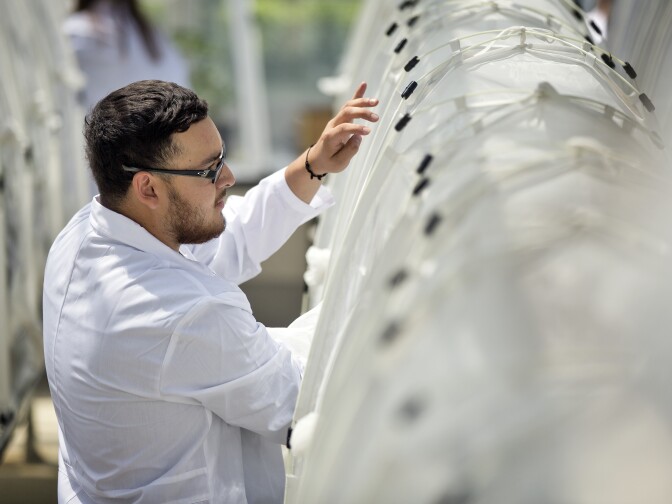 Carlos Corona, an agricultural aid, collects wasps using a vacuum connected to a vial.