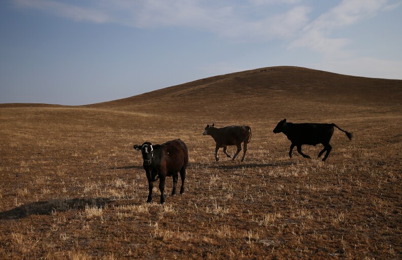 RAYMOND, CA - APRIL 23:  Cattle walk on dried grass on April 23, 2015 in Raymond, California. As California enters its fourth year of severe drought, farmers in the Central Valley are struggling to keep their crops watered and many have opted to leave acres of the fields fallow.  (Photo by Justin Sullivan/Getty Images)