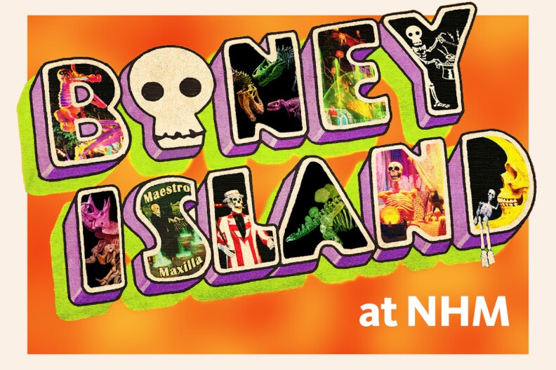 Orange Graphic that reads Boney Island at NHM