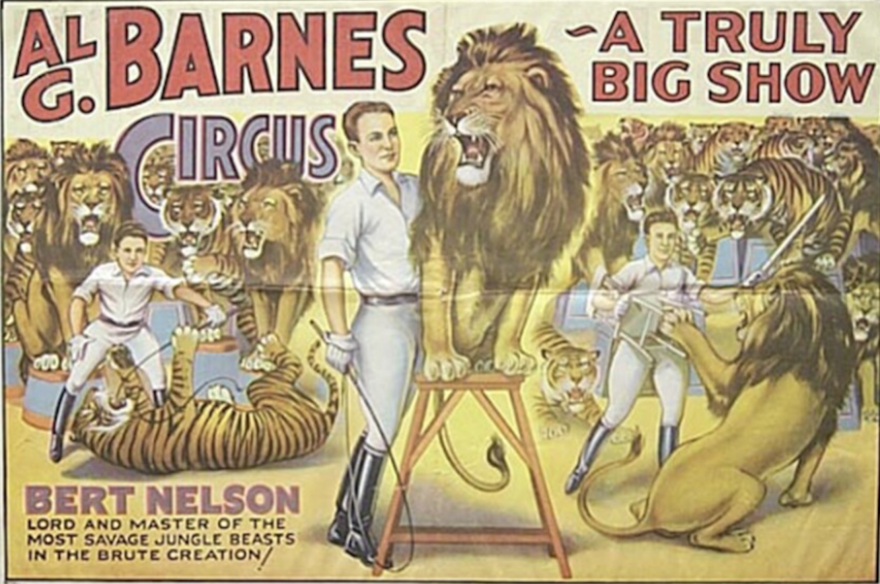 A color illustration from the 1920's advertising Al G. Barnes Circus. There are many lions and tigers and a male trainer, dressed in white shirt, white pants and black boots holding a whip.