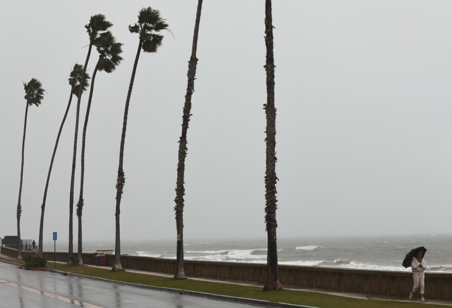 A person walks in the rain on a sidewalk above rough surf. A row of tall palm trees lean in the rain.