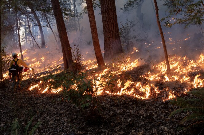 Fire burning through dried leaves in the middle of a forest.