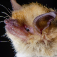 A bat with yellow and gold hair with two long ears and a pink snout. 