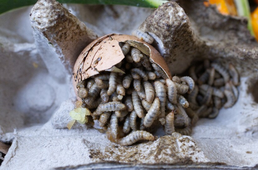 Creamy white larvae squirming inside of an egg.