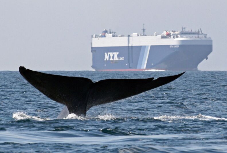 In this photo taken August 14, 2008 and provided by John Calambokidis, a blue whale is shown near a cargo ship in the Santa Barbara Channel off the California coast. The whales have suction-cup attached tags to so their underwater behavior and reaction can be monitored during the close passes near ships.
