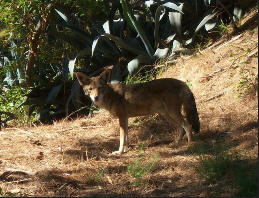 coyote.jpg