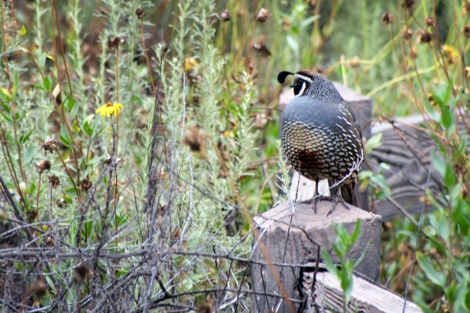 Among the woodpeckers, towhees and finches at Eaton Canyon, a California Quail was seen roosting on a fence.