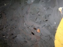 PLEASANT HILL, CA - JUNE 29:  Mosquito larvae are seen in a puddle of water next to a creek on June 29, 2012 in Pleasant Hill, California. As reports of mosquitoes with West Nile virus are increasing across the country and several people have been confirmed to be infected by the potentially dangerous disease, the Contra Costa County Mosquito and Vector Control District is testing mosquito larvae found in standing water throughout the county and is using mosquito fish and BVA Larvacide oils to eradicate the pest.  (Photo by Justin Sullivan/Getty Images)