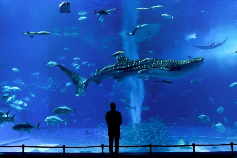 A man stands alone in front of a large blue aquarium window, watching a spotted shark and fishes swim past.