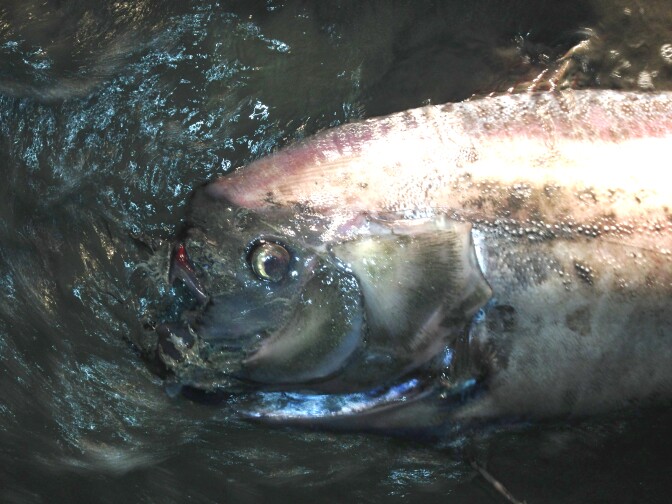 The head of the 14-foot female oarfish found in Oceanside, California. 