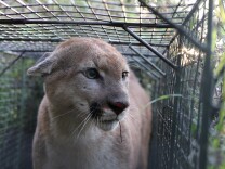 P-55 crossed the 101 Freeway in late July, which researchers say is a positive indicator that mountain lions are able to cross the dangerous road.