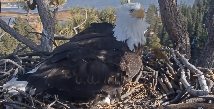 A bald eagle sitting in its nest after it laid its second egg in four days.