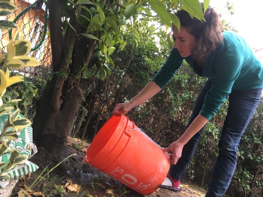 KPCC reporter Emily Guerin empties her shower bucket on the orange tree in her side yard. She no longer uses the bucket now that the drought has been called off. 