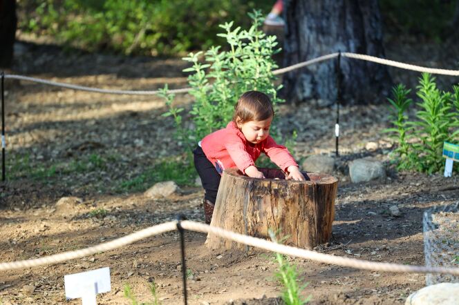 In a large outdoor forest area, a small child with light skin tone sticks her hands into a tree stump. 