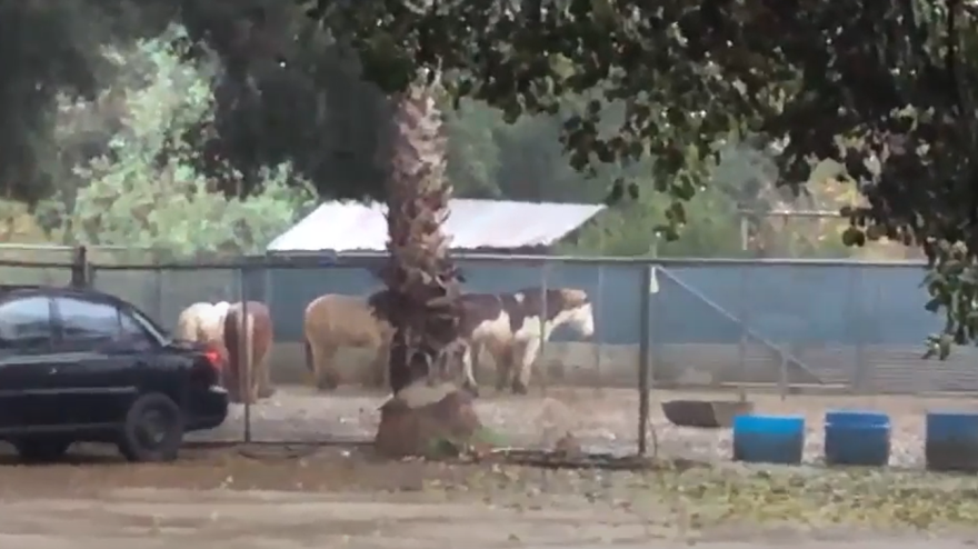Horses stand behind a gate in the rain. The dirt ground is wet as rain falls. There is a covered metal area that at least two horses are standing under. The sides are open in all directions.