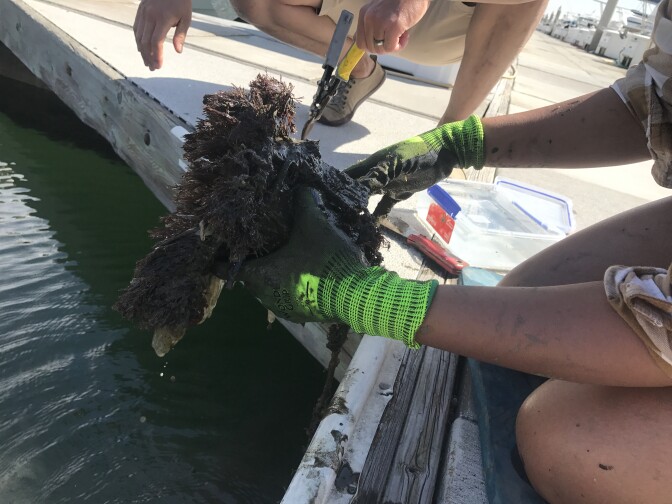 Smithsonian scientists Andy Chang and Elena Hunynh pull up plastic panels covered with marine life from Peter's Landing Marina in Huntington Beach. 